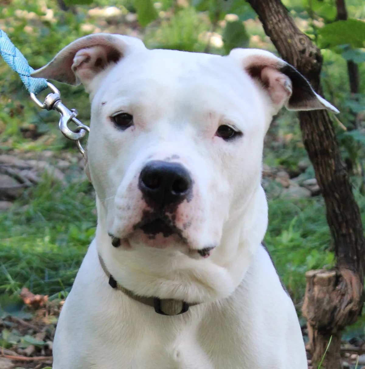 ROHFF, male 6yo American Staffordshire Terrier for adoption at SPA Colmar