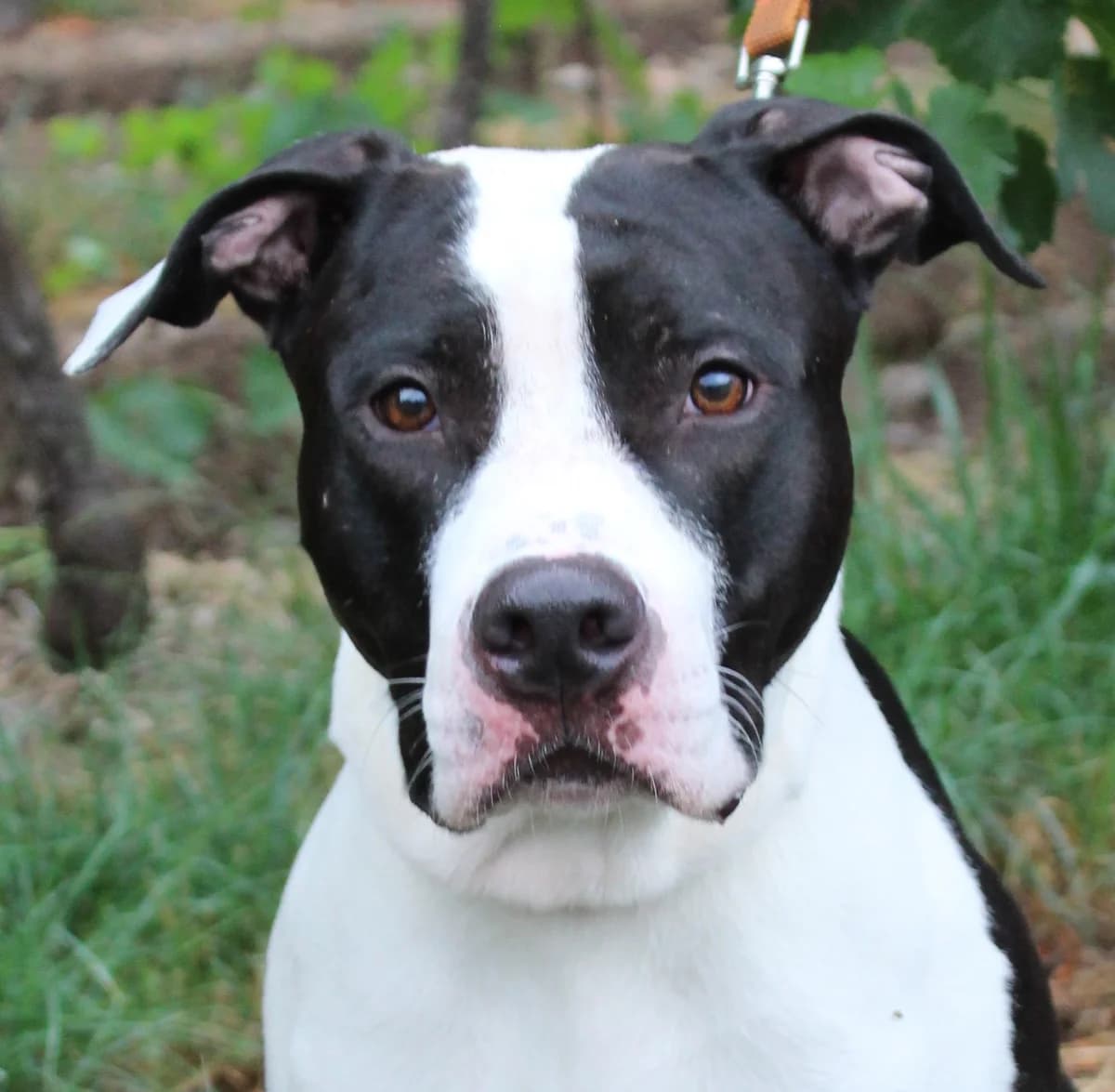 Ryder, male young American Staffordshire Terrier for adoption at SPA Colmar