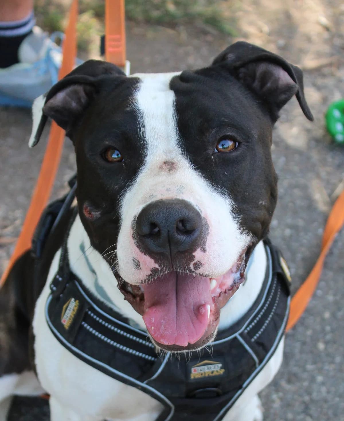 Ryder, male young American Staffordshire Terrier for adoption at SPA Colmar