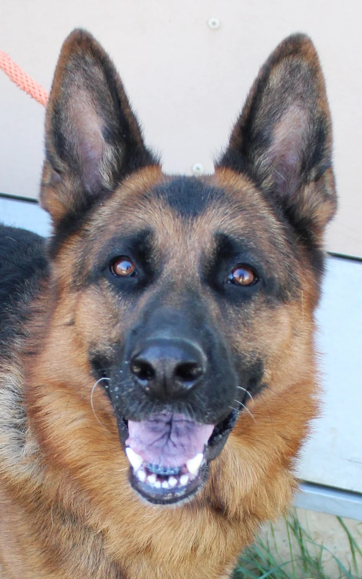 SLOW, male 5yo German Shepherd for adoption at SPA Colmar