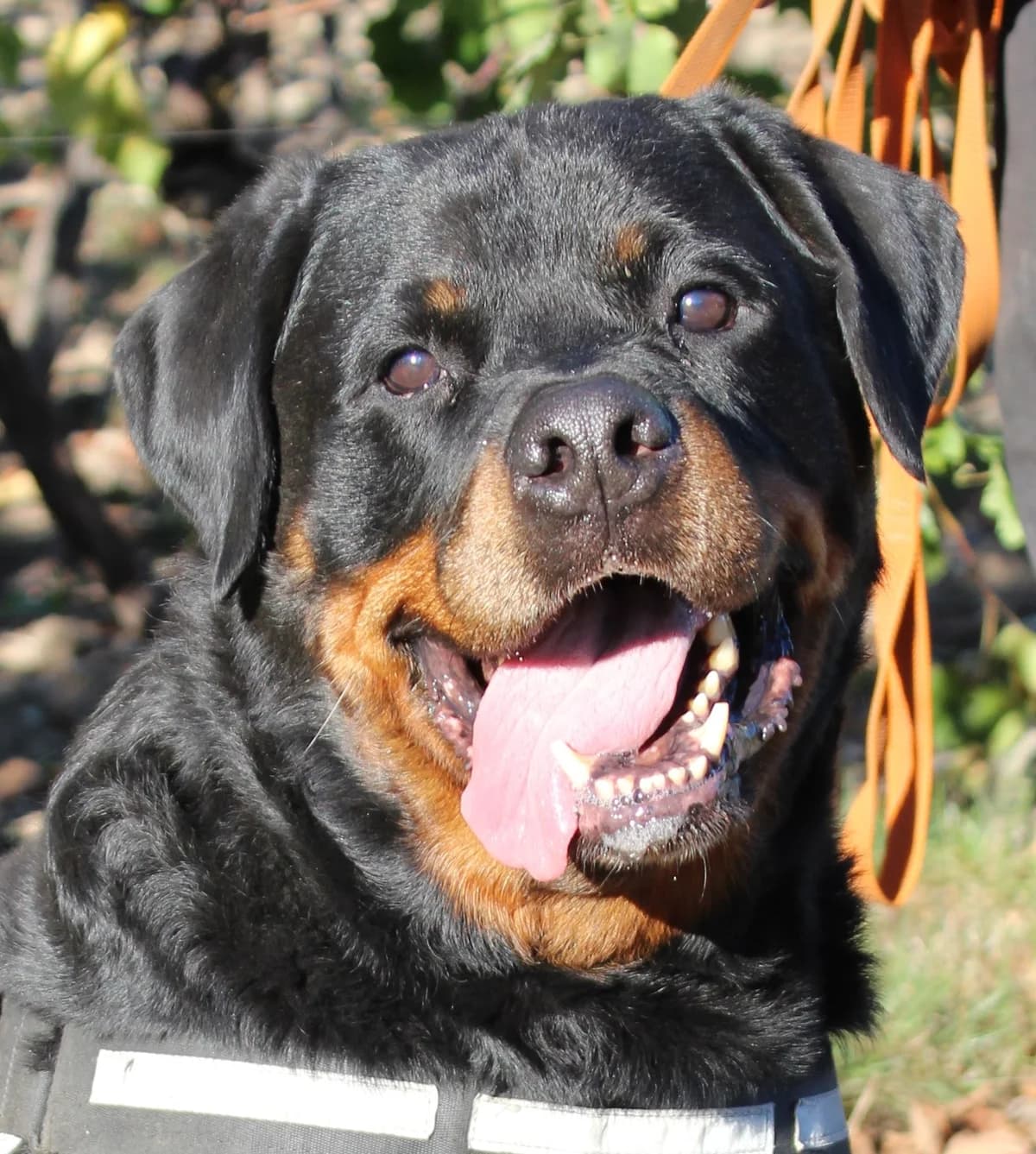 Tyson, male senior Rottweiler for adoption at SPA Colmar
