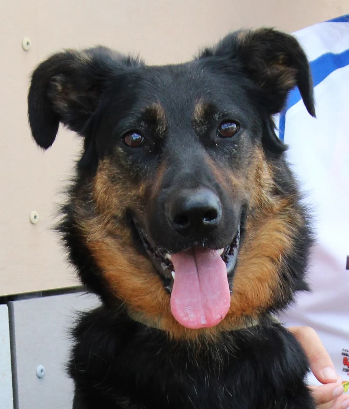 Vaiana, female young mixed breed for adoption at SPA Colmar