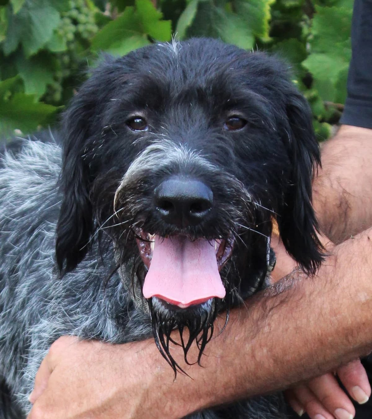 VIOLETTE, female young mixed breed for adoption at SPA Colmar