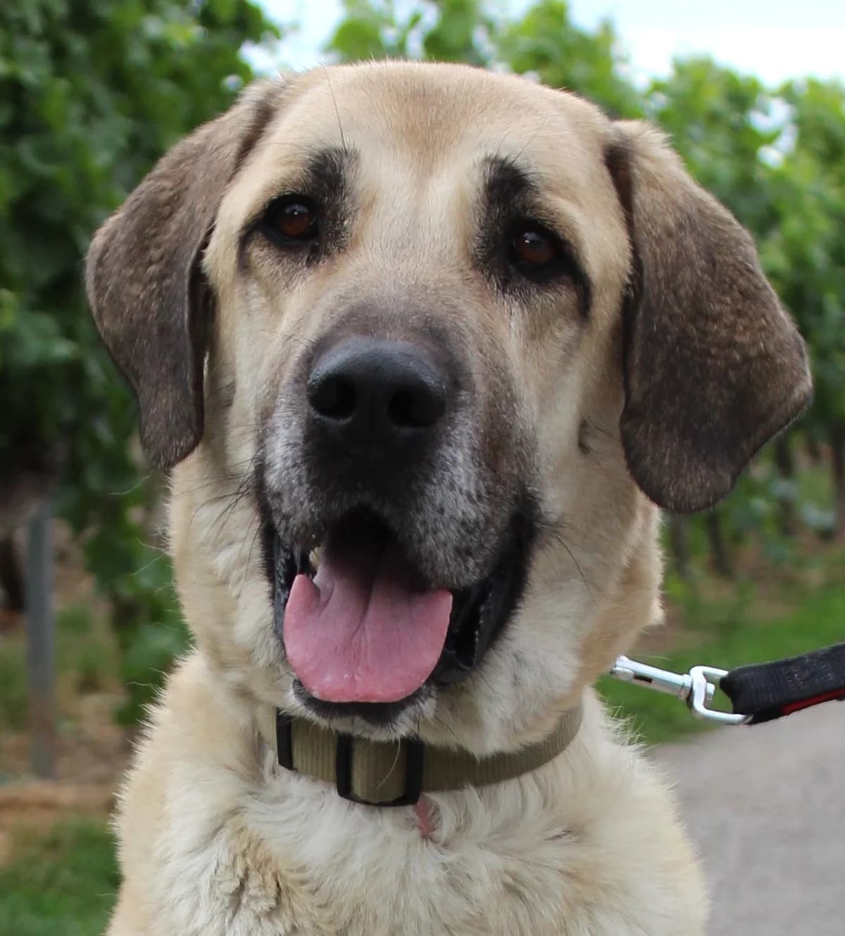 L'histoire, female 5yo mixed breed for adoption at SPA Colmar