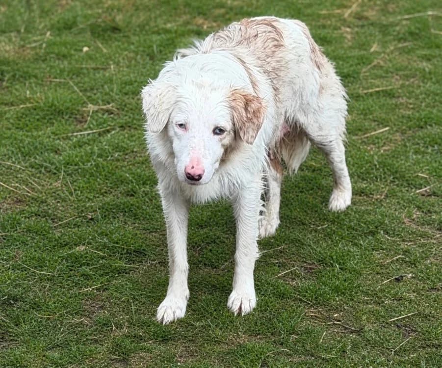 Leonie CAA15231, female young Border Collie for adoption at SPA Compiègne, Compiègne