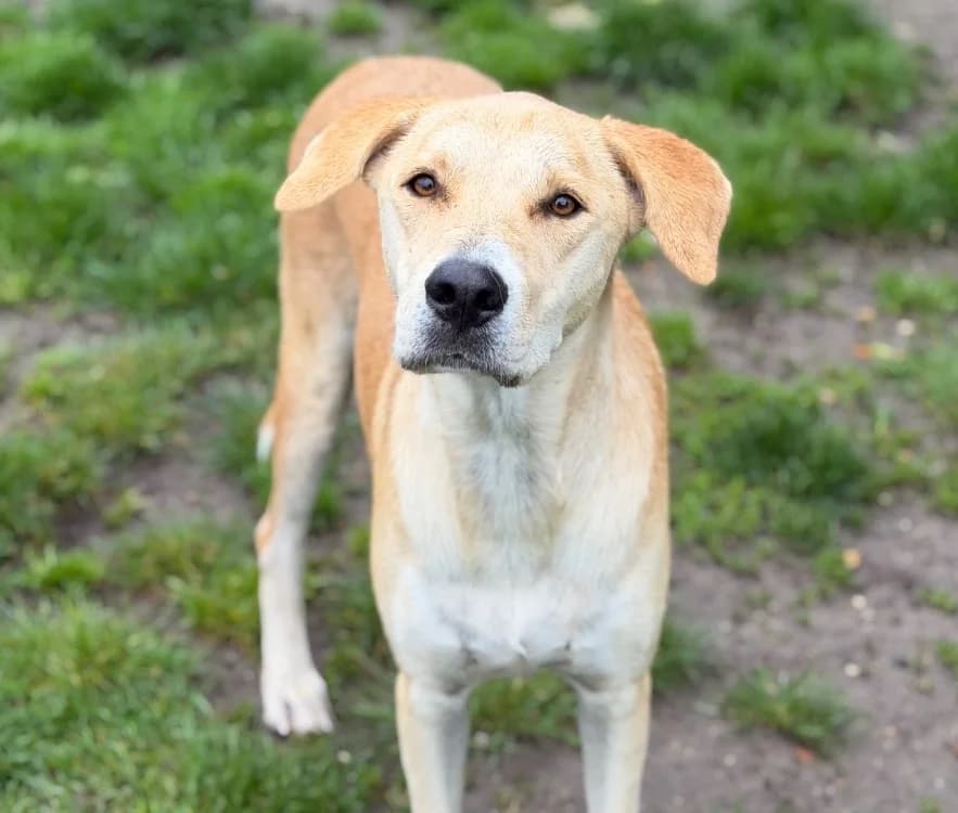Mocca, male young Labrador Retriever for adoption at SPA Compiègne, Compiègne