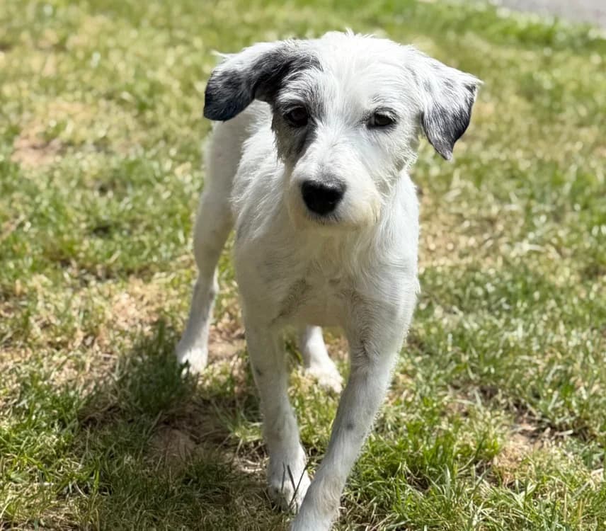 Radja, female 7yo Mixed Breed for adoption at SPA Compiègne, Compiègne