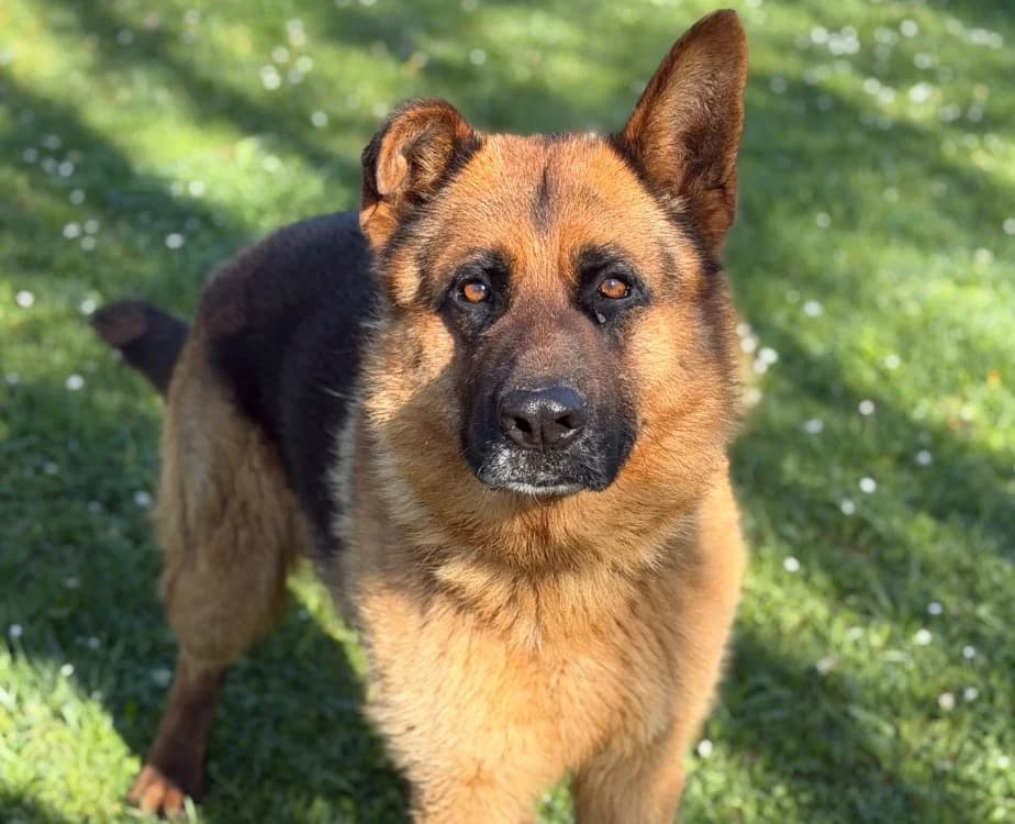 Trevor, male 4yo German Shepherd for adoption at SPA Compiègne, Compiègne