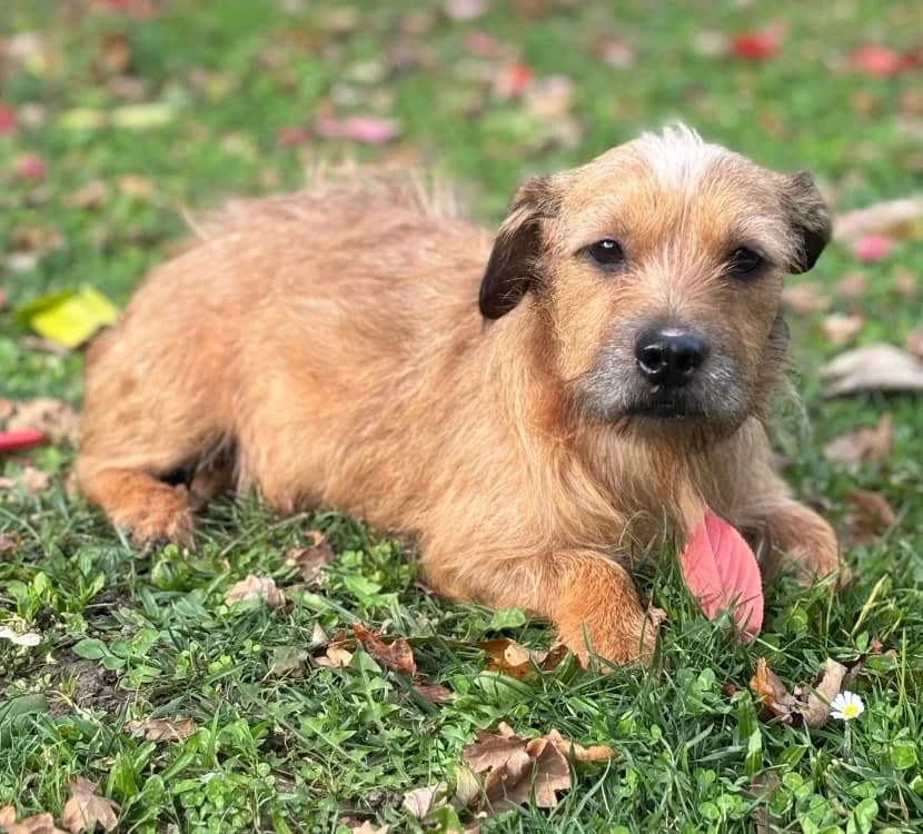 Punky, female 3yo mixed breed for adoption at SPA Compiègne, Compiègne