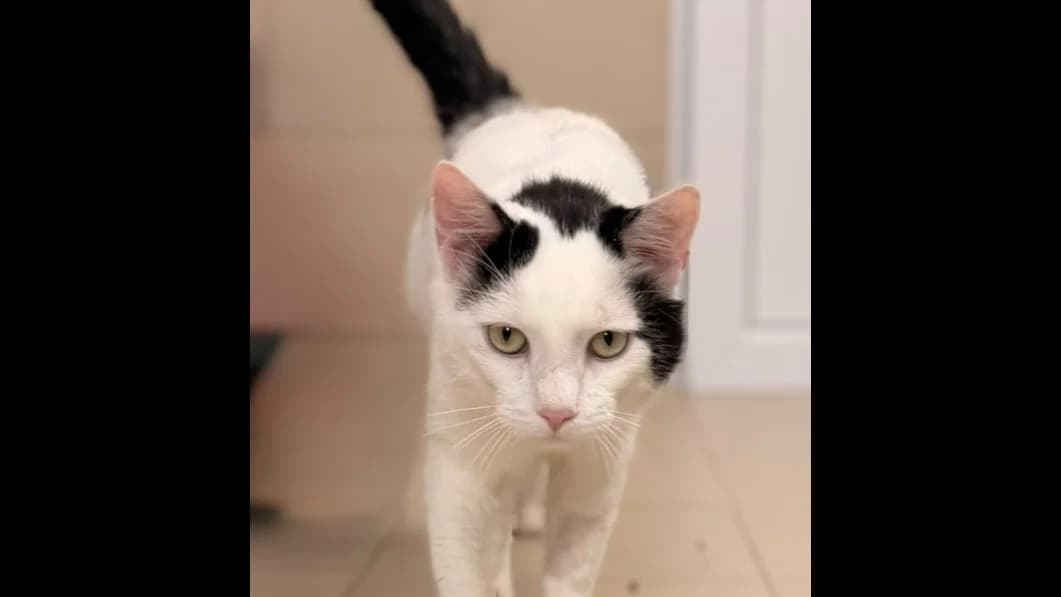 Lancelot, male 3yo Mixed Breed for adoption at SPA Compiègne, Compiègne