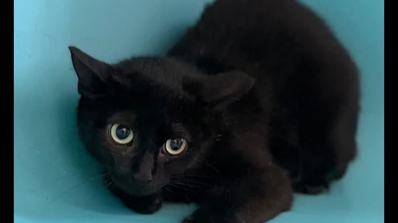 Bagheera, female 3yo Mixed Breed for adoption at SPA Compiègne, Compiègne