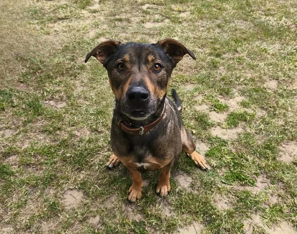 Thor, male 6yo Mixed Breed for adoption at SPA Compiègne, Compiègne