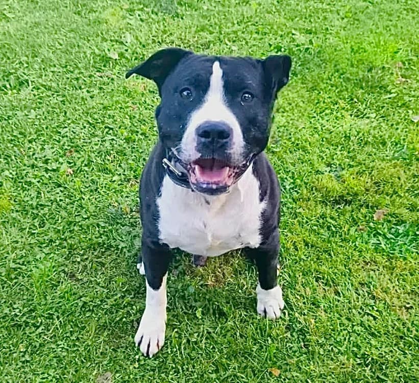 Titi, male 5yo Mixed Breed for adoption at SPA Compiègne, Compiègne