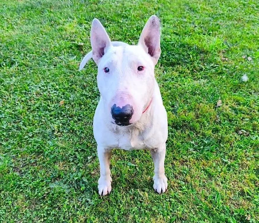 Stoppie, male 5yo Bull Terrier for adoption at SPA Compiègne, Compiègne
