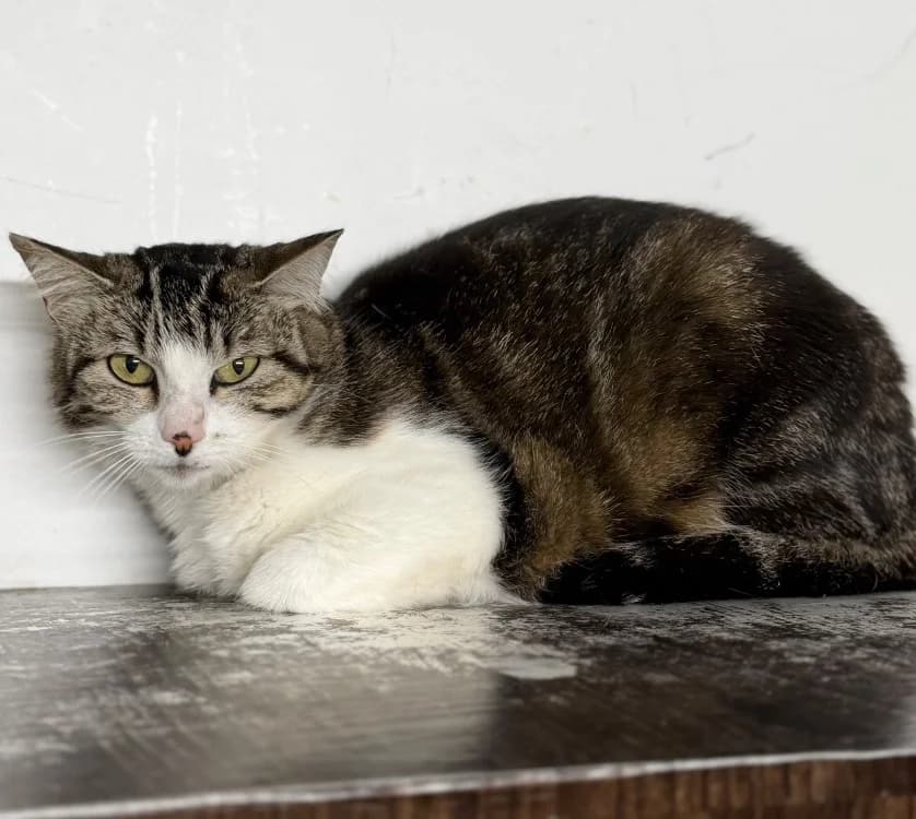 Shirine, female 3yo Mixed Breed for adoption at SPA Compiègne, Compiègne