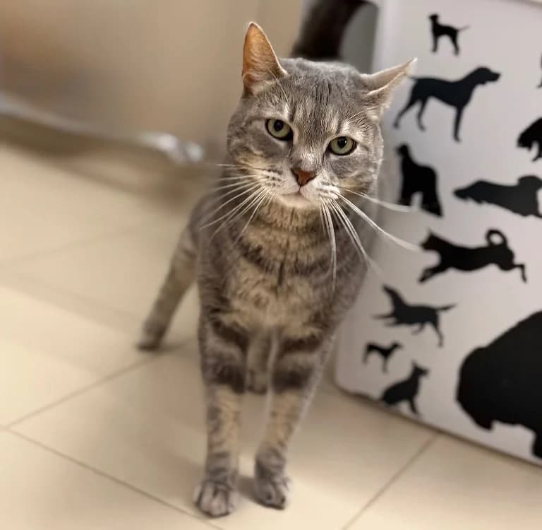 Pita, female 6yo Mixed Breed for adoption at SPA Compiègne, Compiègne
