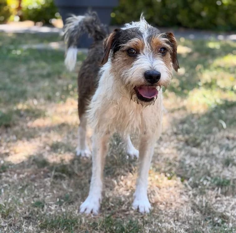 Serenity, male young Mixed Breed for adoption at SPA Compiègne, Compiègne