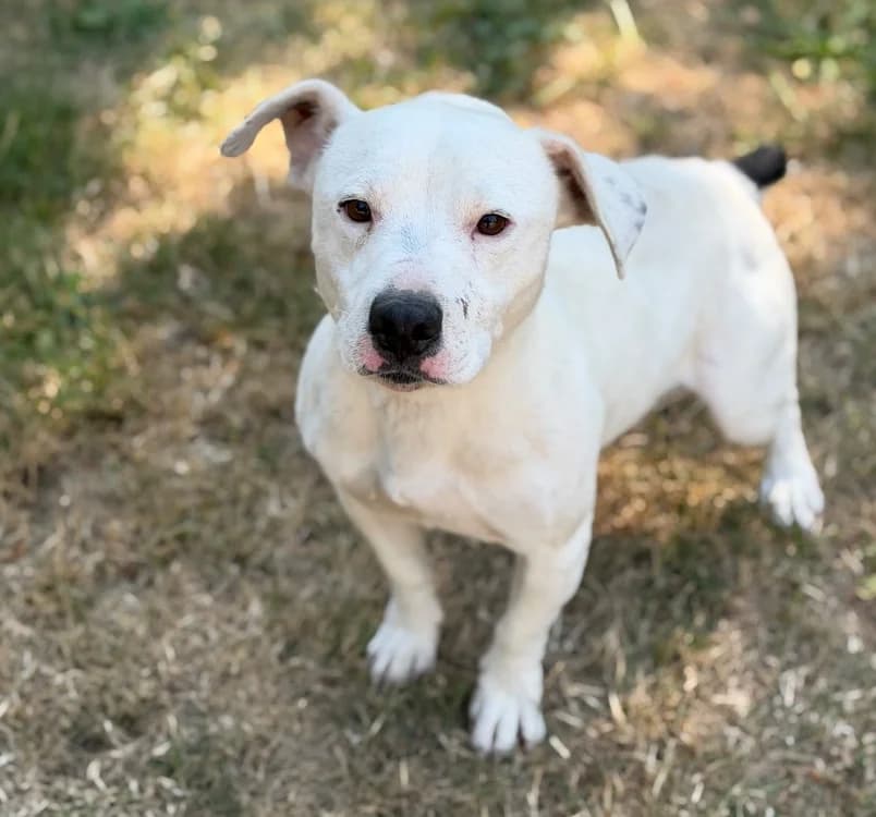 Socrate, male young Jack Russell Terrier for adoption at SPA Compiègne, Compiègne