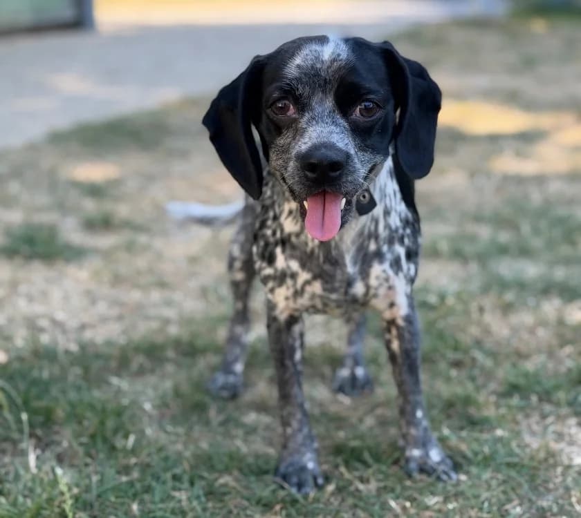 Billie, female 3yo Mixed Breed for adoption at SPA Compiègne, Compiègne