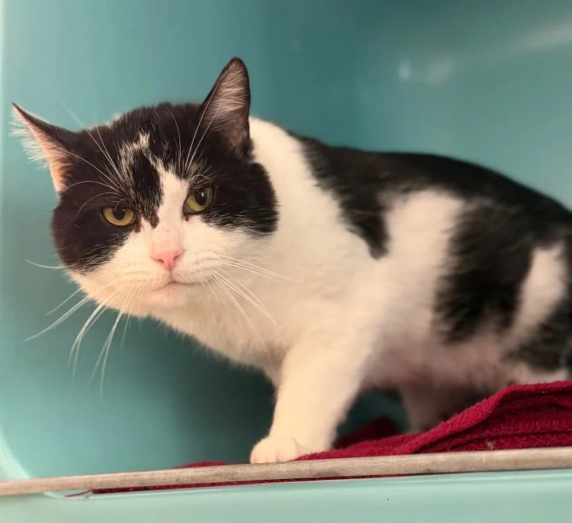 Pifou, male 7yo Mixed Breed for adoption at SPA Compiègne, Compiègne