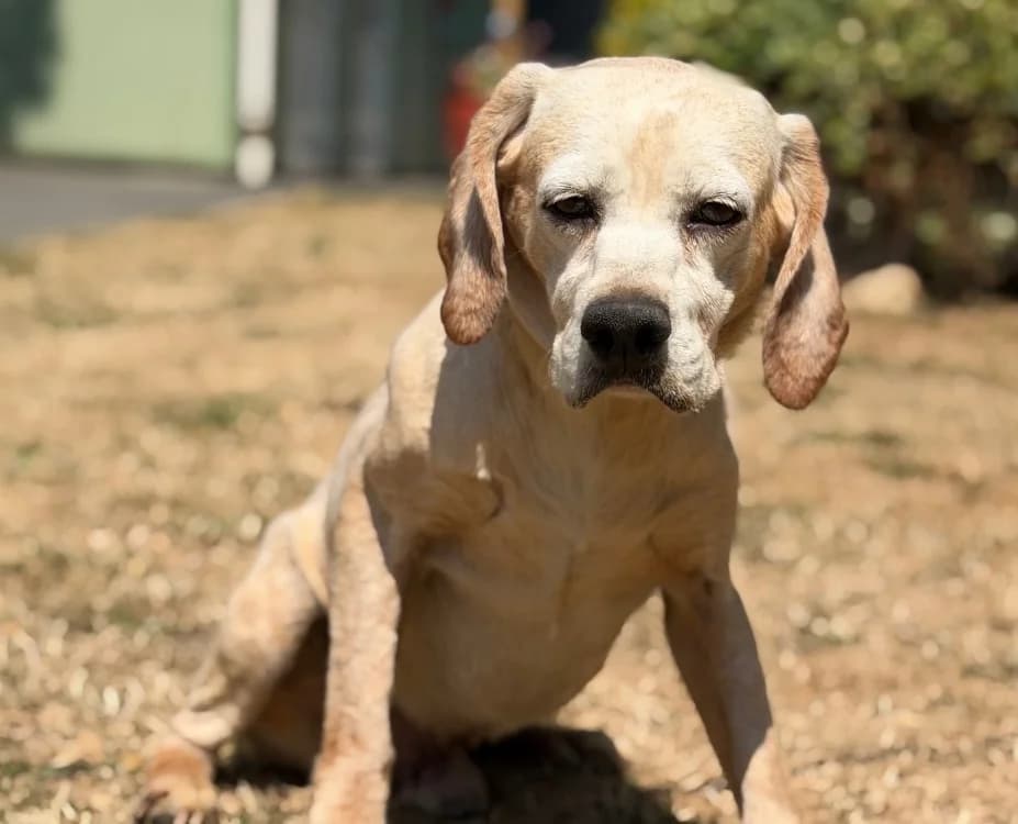 Baiko, male senior Mixed Breed for adoption at SPA Compiègne, Compiègne