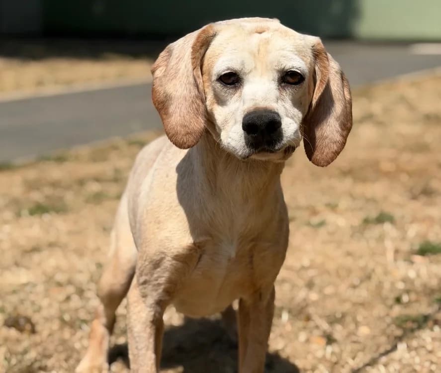 Bowie, male senior mixed breed for adoption at SPA Compiègne, Compiègne