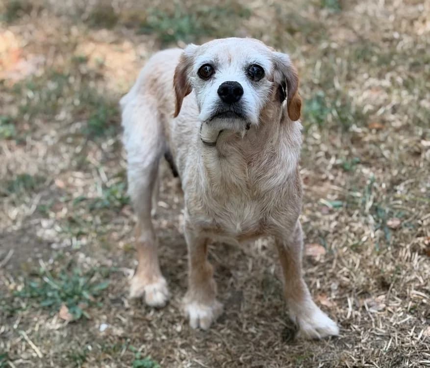 Birdy, female senior mixed breed for adoption at SPA Compiègne, Compiègne