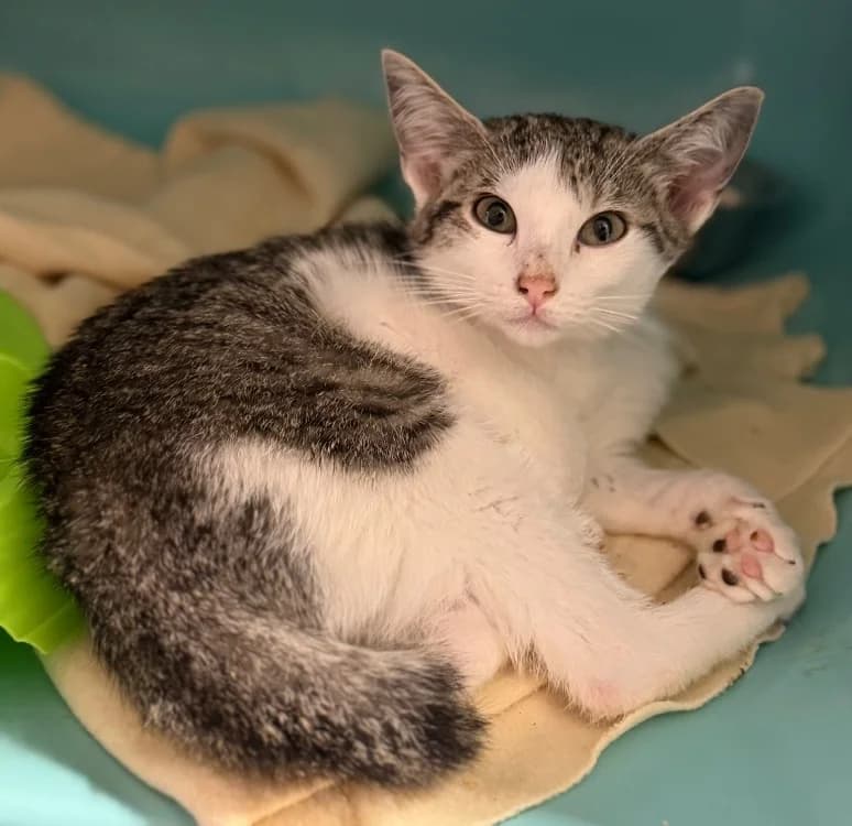 Rhéa, female Mixed Breed for adoption at SPA Compiègne, Compiègne