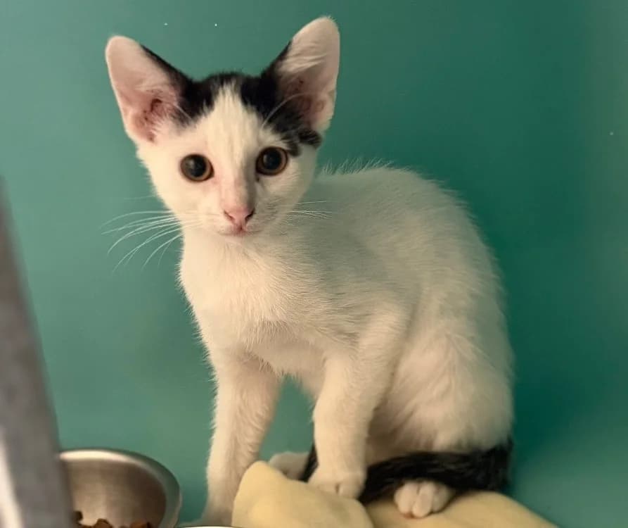 Petit Coeur, female Mixed Breed for adoption at SPA Compiègne, Compiègne