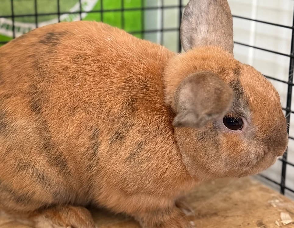 Basil, male Mixed Breed for adoption at SPA Compiègne, Compiègne