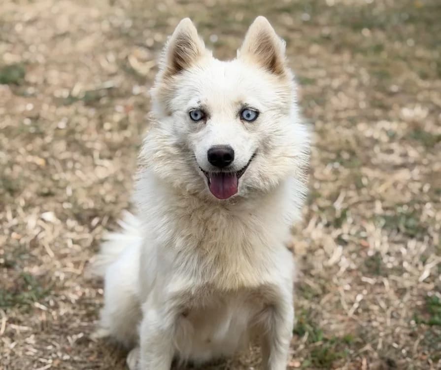 Lilou, female young Husky for adoption at SPA Compiègne, Compiègne