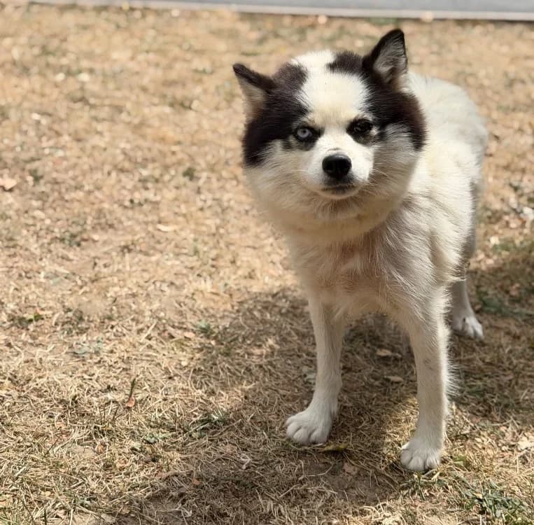 Milka, female 5yo Husky for adoption at SPA Compiègne, Compiègne