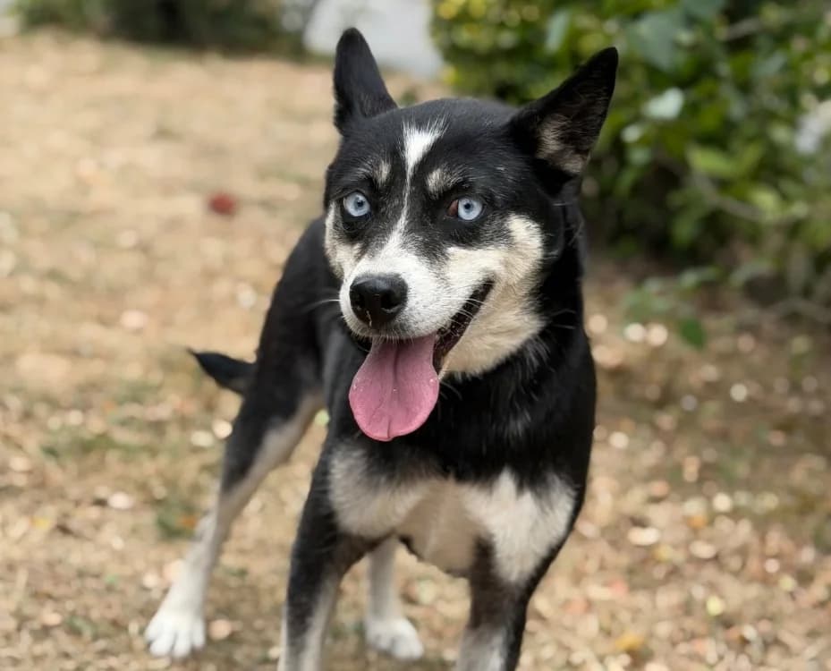 Mina, female 3yo Husky for adoption at SPA Compiègne, Compiègne