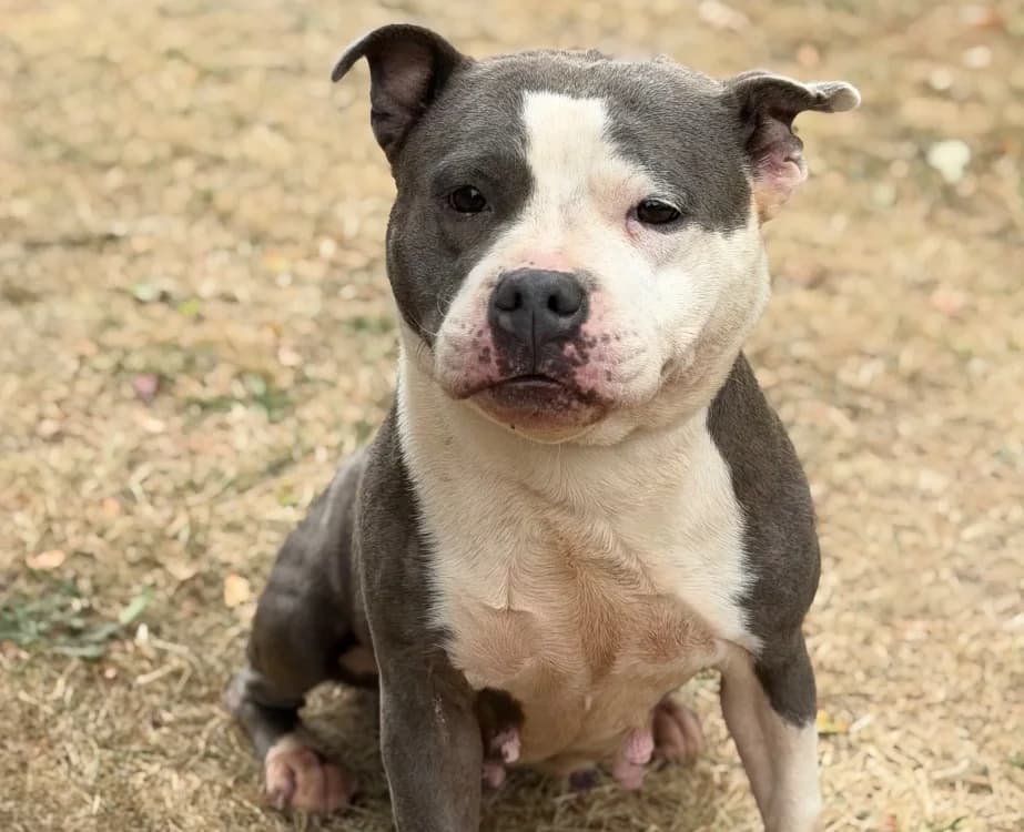 Rimka, female 5yo Staffordshire Bull Terrier for adoption at SPA Compiègne, Compiègne