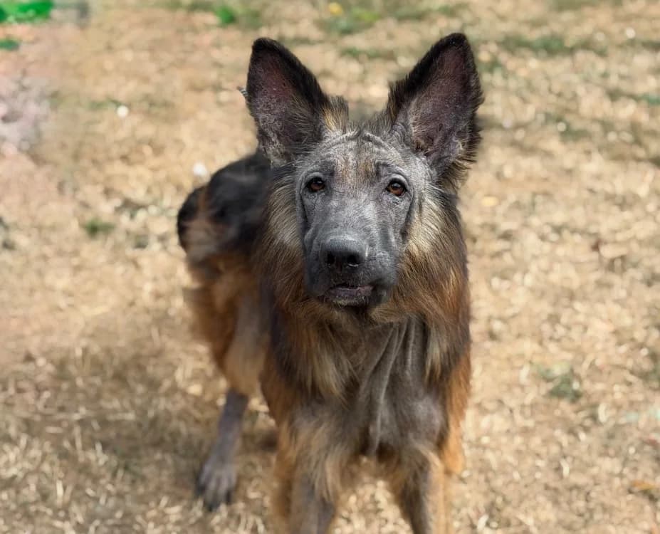 Volcan, male young German Shepherd for adoption at SPA Compiègne, Compiègne