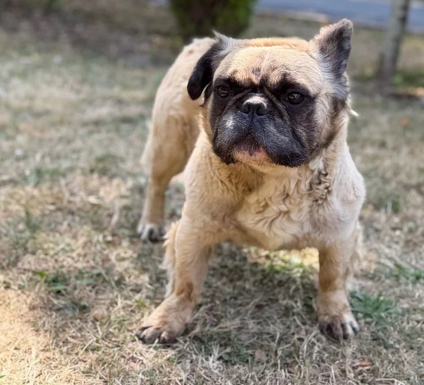 Pollux, male 6yo French Bulldog for adoption at SPA Compiègne, Compiègne