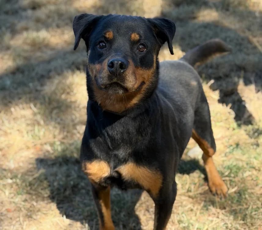 Mina, female senior Mixed Breed for adoption at SPA Compiègne, Compiègne