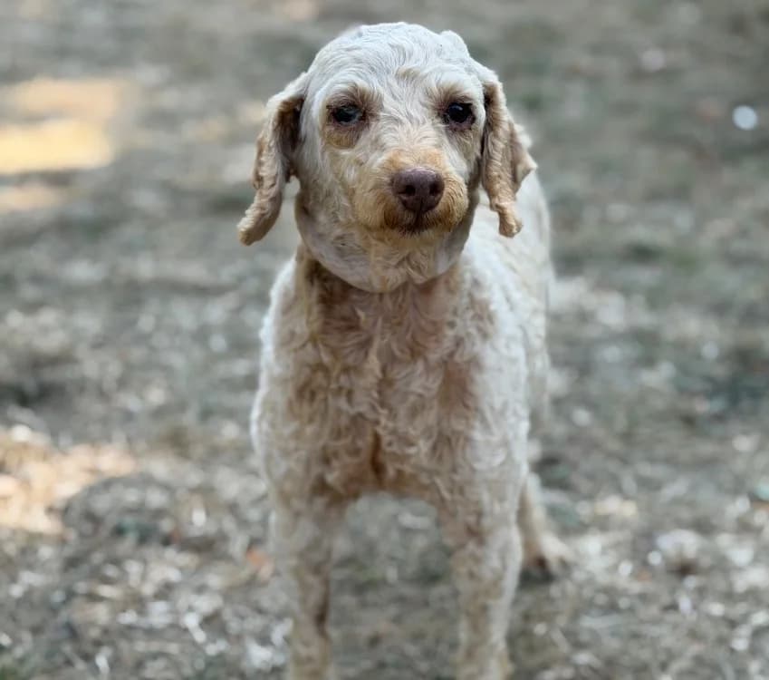 Nala, female senior Poodle for adoption at SPA Compiègne, Compiègne