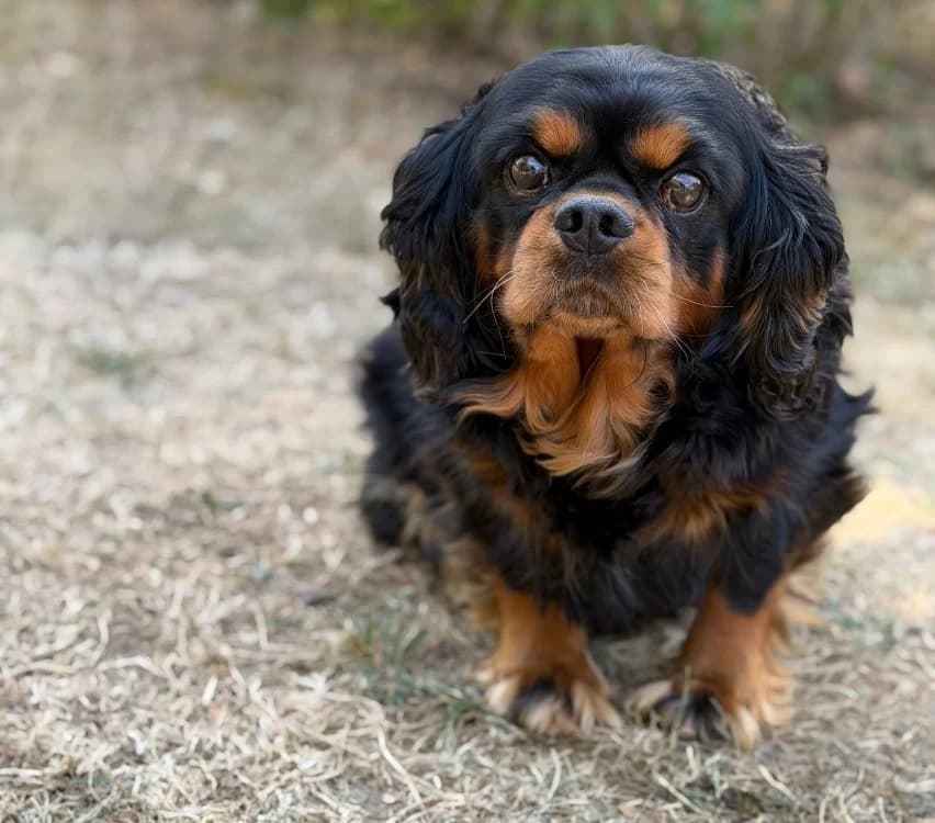 Ralph, male 6yo Cavalier King Charles Spaniel for adoption at SPA Compiègne, Compiègne