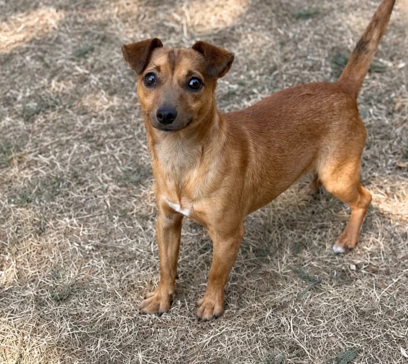 Picwic, male Mixed Breed for adoption at SPA Compiègne, Compiègne
