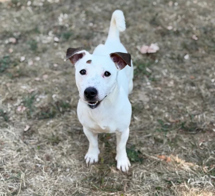 Ace, male 3yo Jack Russell Terrier for adoption at SPA Compiègne, Compiègne