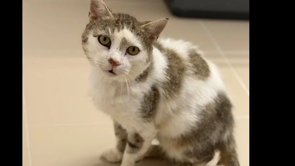 Gustave, male 6yo Mixed Breed for adoption at SPA Compiègne, Compiègne