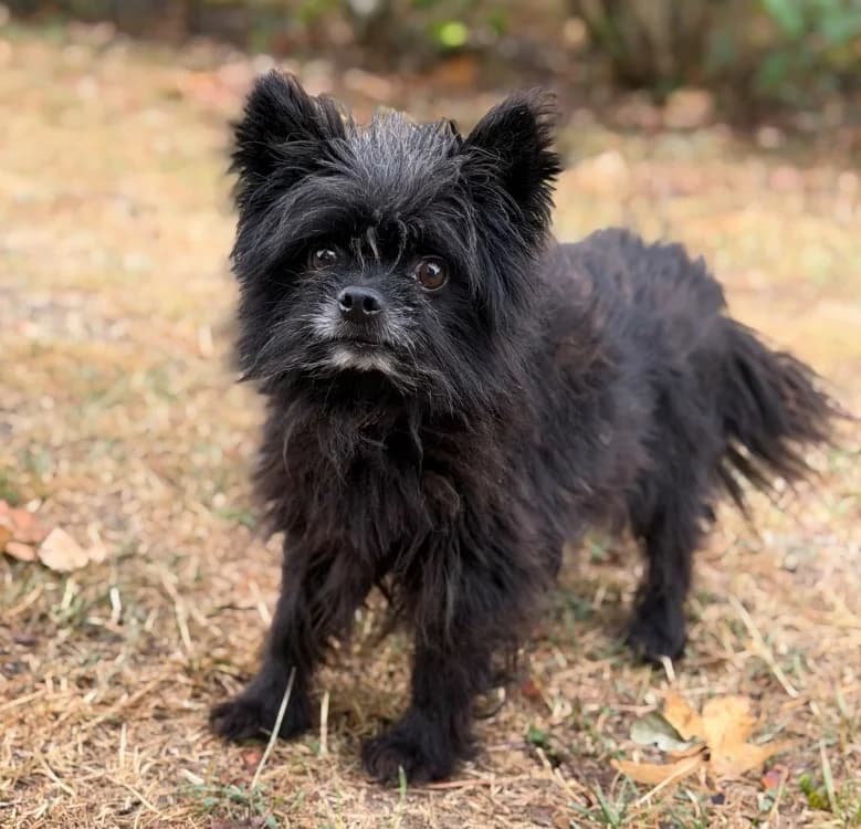 Nets, male senior mixed breed for adoption at SPA Compiègne, Compiègne