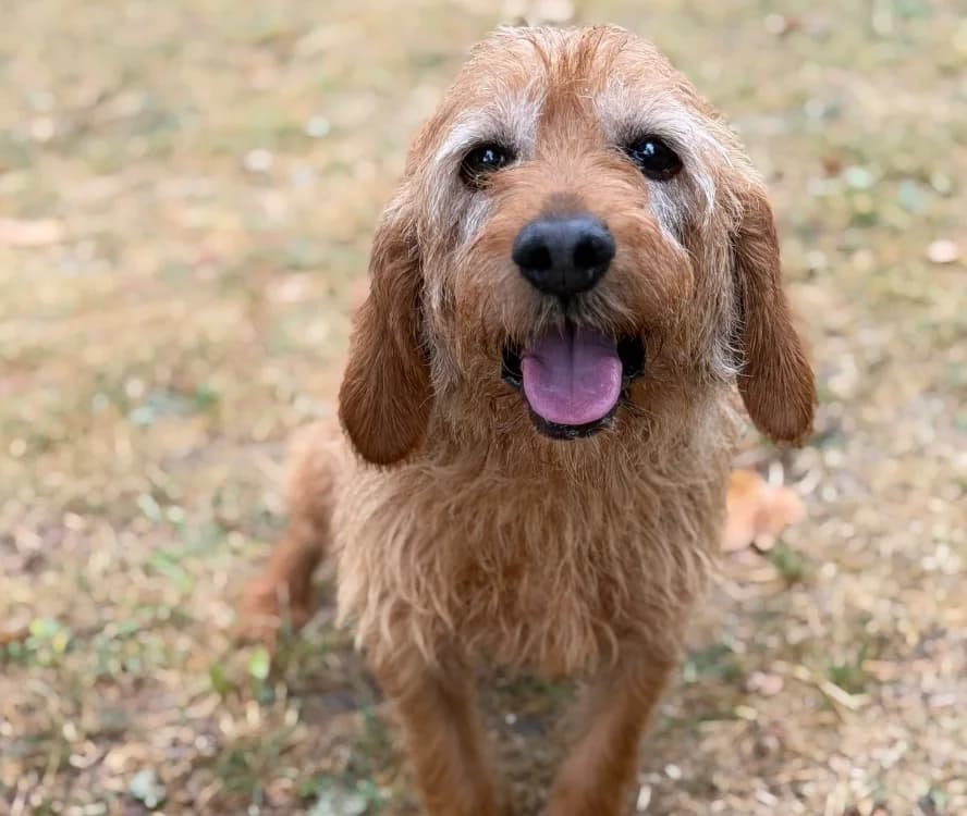 Jackpot, male senior Basset Hound for adoption at SPA Compiègne, Compiègne