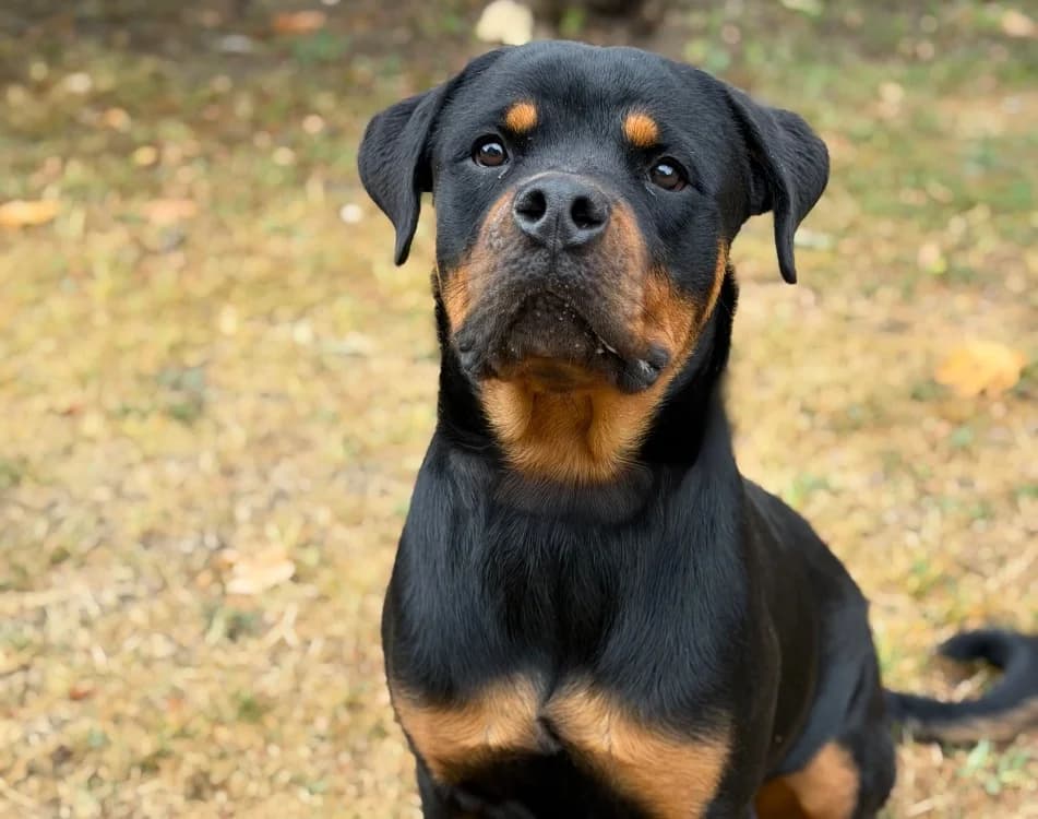 Azzuki, male Rottweiler for adoption at SPA Compiègne, Compiègne
