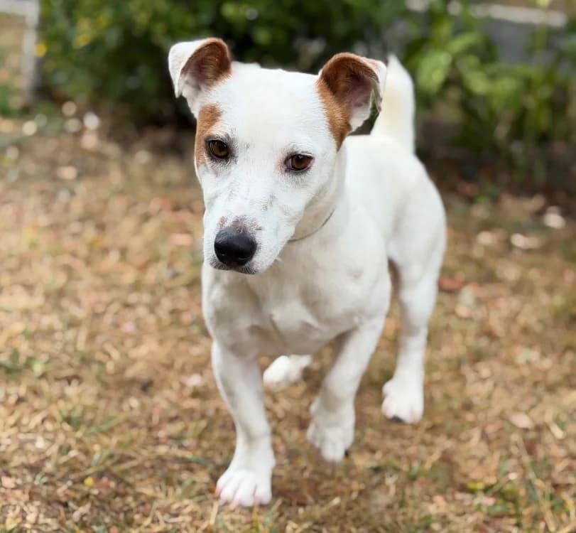 Diesel, male 3yo Jack Russell Terrier for adoption at SPA Compiègne, Compiègne