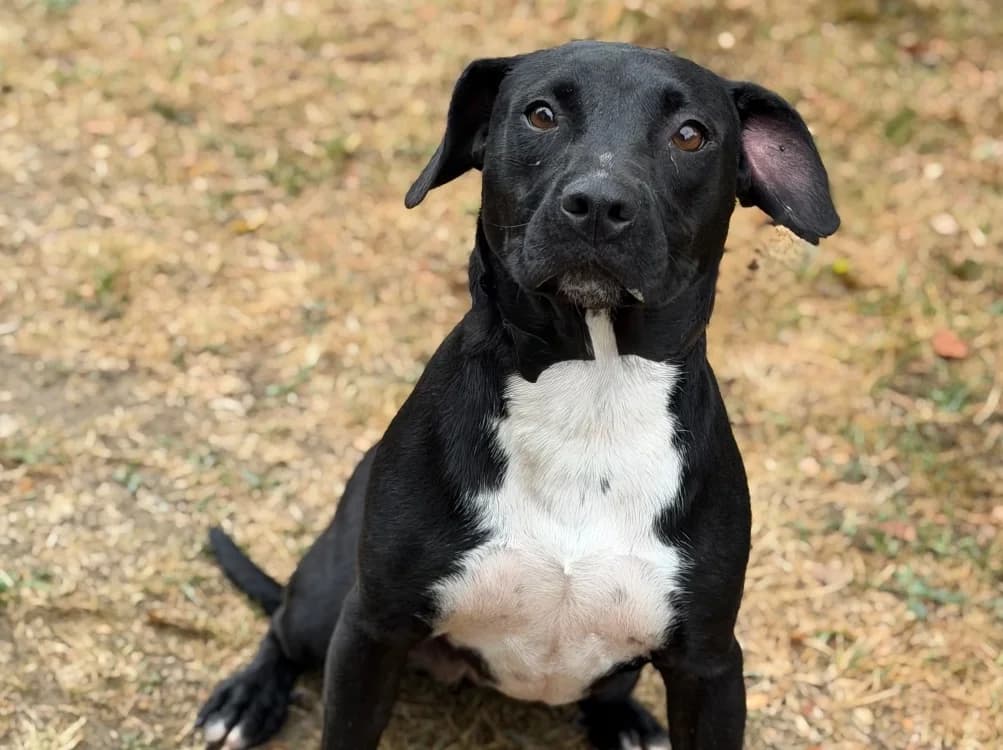 Utopia, female young Labrador Retriever for adoption at SPA Compiègne, Compiègne