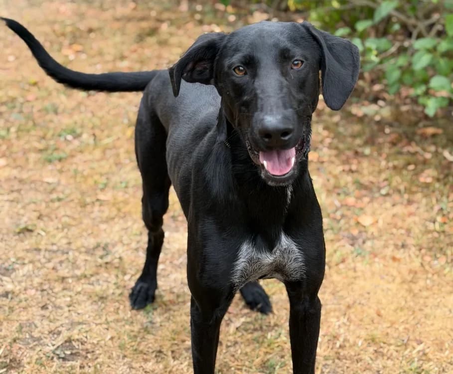Scooby, male Mixed Breed for adoption at SPA Compiègne, Compiègne