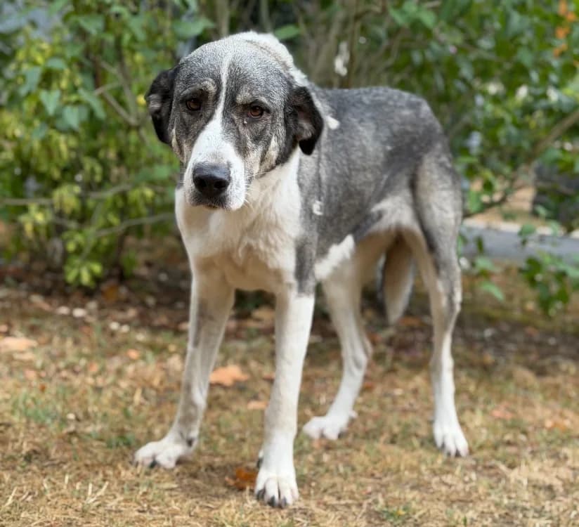Maya, female young Mixed Breed for adoption at SPA Compiègne, Compiègne