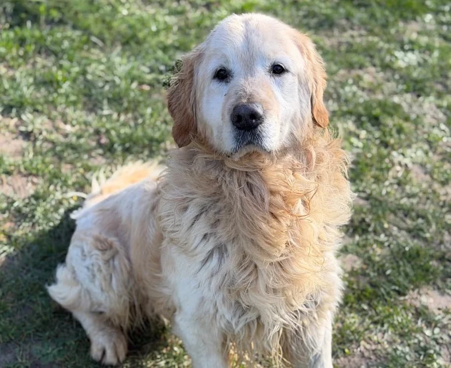 Pady, male 7yo Golden Retriever for adoption at SPA Compiègne, Compiègne
